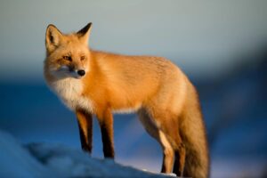 Latest Ethereum Wallet MetaMask Will Likely Unveil Its Own Stablecoin this Week in Cryptocurrency